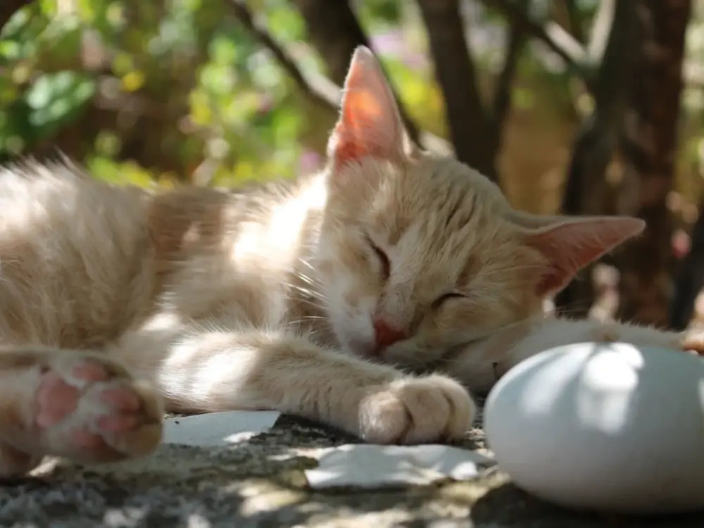 Villa Vounaki Kefaloni